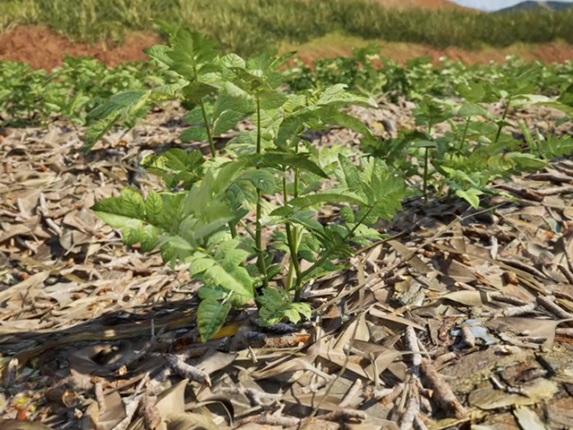 Invest in your soil, above and below the surface (Part 3 - Mulching)